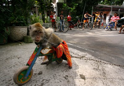 Jakarta's traditional topeng monyet or performing street monkeys (2)