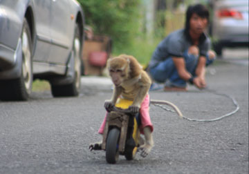 Performing Street Monkeys Jakarta s Traditional Topeng 
