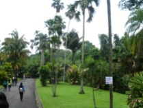 Bogor Botanical Gardens Kebun Raya19