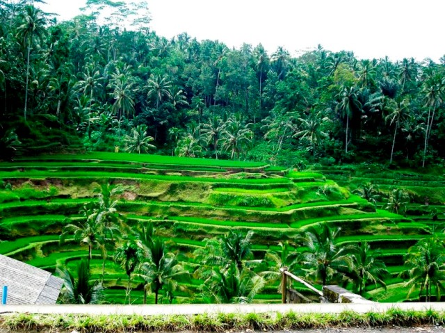 Rice terraces along the route